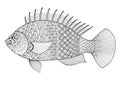 Fish line art zentangle style for coloring book for adult,tattoo,logo, t shirt design, element for design and so on
