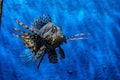 Fish Lion, Lionfish Warrior, Fish Zebra. seaquarium Royalty Free Stock Photo