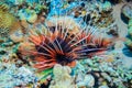 Fish lion. Pterois radiata. Royalty Free Stock Photo