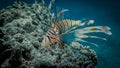 Fish lionfish in the Red Sea Royalty Free Stock Photo