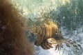 Fish lionfish at the sandy bottom