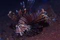 Fish lionfish underwater portrait