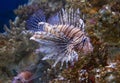 Fish lionfish Zebra Royalty Free Stock Photo