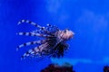 Fish Lionfish - Zebra, Pterois volitans Royalty Free Stock Photo