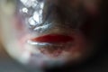 Fish lips extreme macro crop Royalty Free Stock Photo