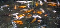 Koi Fish Looking for Food Royalty Free Stock Photo
