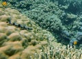 Fish on a coral head on the Great Barrier Reef Royalty Free Stock Photo