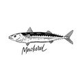 Fish Mackerel. Hand drawn vector illustration. Engraving style. Isolated on white background. Royalty Free Stock Photo