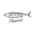 Fish Mackerel. Hand drawn vector illustration. Engraving style. Royalty Free Stock Photo