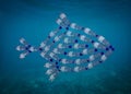 Fish made with plastic bottles, pollution that kill seasid Royalty Free Stock Photo
