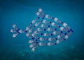 Fish made with plastic bottles, pollution that kill seasid Royalty Free Stock Photo