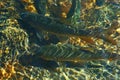 Fish Many River Close up Sun Glares Background