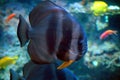 Fish in marine aquarium