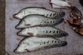 Fish at market Royalty Free Stock Photo