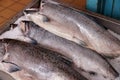 Fish market. Fresh, wild salmon king salmon awaiting buyers on ice Royalty Free Stock Photo