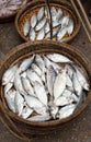 Fish at the market in Hoi An, Vietnam Royalty Free Stock Photo