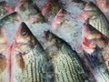 fish on market on ice, horizontal view of fish Royalty Free Stock Photo