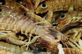 Fish market - Mantis shrimp (Squilla mantis) Royalty Free Stock Photo