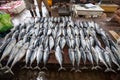 Fish market. Many tuna fish. Negombo, Sri Lanka Royalty Free Stock Photo