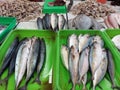 Fresh fish capture at traditional food market Royalty Free Stock Photo