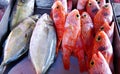 Fish market Royalty Free Stock Photo