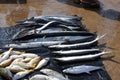 Fish market in Negombo Royalty Free Stock Photo