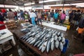 Fish market. Negombo, Sri Lanka Royalty Free Stock Photo