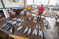 Fish market. Negombo, Sri Lanka Royalty Free Stock Photo