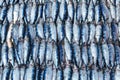 Fresh sardines at the fish market in Negombo, Sri Lanka Royalty Free Stock Photo