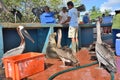 Fish Market in Puerto Ayora, Galapagos