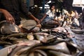 Fish market in rural India Royalty Free Stock Photo