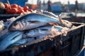 Fish market scene Freshly caught fish in crates with ice