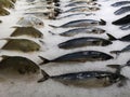 Fish market stall with fish in ice Royalty Free Stock Photo