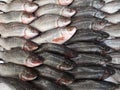 Fish market stall with fish in ice Royalty Free Stock Photo