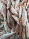 Fish Market The striped red mullet or surmullet in the case Royalty Free Stock Photo