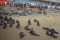 Fish Market in Valparaiso, Chile