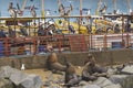 Fish Market in Valparaiso, Chile