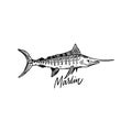 Fish Marlin. Hand drawn vector illustration. Engraving style. Isolated on white background.