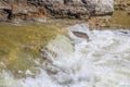 Fish migration jumping upstream at Ganaraska River, Municipality of Port Hope , Ontario, Canada Royalty Free Stock Photo