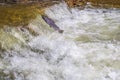 Fish migration jumping upstream at Ganaraska River, Municipality of Port Hope , Ontario, Canada Royalty Free Stock Photo