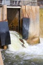 Fish migration jumping upstream at Port Hope Fish Ladder, Ontario, Canada Royalty Free Stock Photo