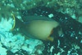 Fish - Mimic surgeonfish