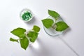 Fish mint is a cool vegetable, helping to clear heat, detoxify and increase resistance Royalty Free Stock Photo