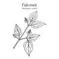 Fish mint Houttuynia cordata , medicinal plant