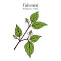 Fish mint Houttuynia cordata , medicinal plant