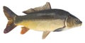 Fish mirror carp. Freshwater fish without scales. Isolated on a white background
