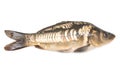 Fish mirror carp on white background