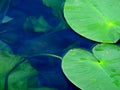 Fish in the mirror-clear lake water. Israel. Rosh ha hain.