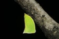 Fish moth hopper on tree branch, Siphanta acuta, Satara, Maharashtra