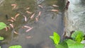 Fish Mujair Tilapia (mujair nila) in the waterways